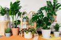 Bloomscape raises $7.5M to sell you plants of all sizes