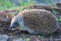 For Omnichannel Retailers, Hedgehogs Beat Foxes