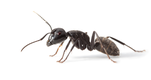 Active Ants opens distribution center in Belgium